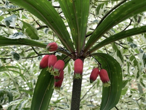  Polygonatum vietnamicum. Nguồn gốc: Việt Nam. Thuộc họ: Măng tây (Asparagaceae). Giá bán: 25 USD / chậu. Ảnh: Far Reaches Farm.