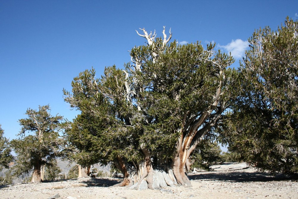 Trên dãy núi Nevada ở miền Tây nước Mỹ tồn tại một loài cây vô cùng đặc biệt, đó là cây thông Bristlecone. Đây được xem là những cây cổ thụ lâu đời nhất còn sống trên Trái đất. Ảnh: Trees and Shrubs Online.