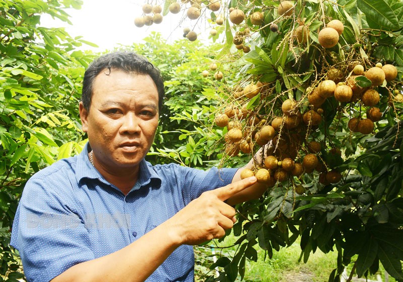 Trồng giống nhãn mới lạ, cây thấp tè đã ra trái không kịp cản