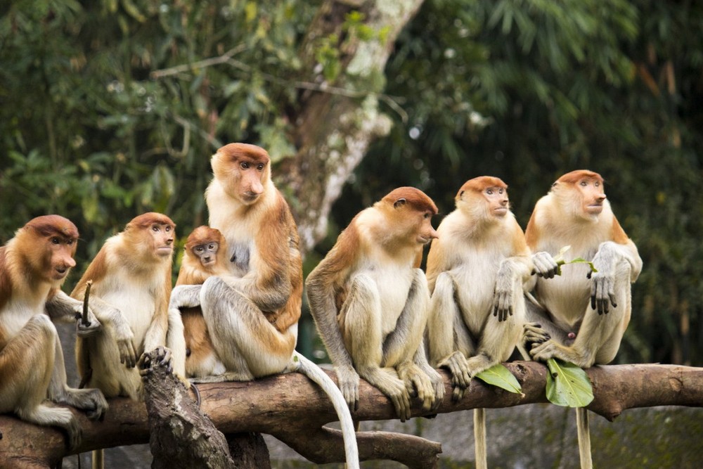 Là một loài động vật đặc hữu của đảo Borneo (thuộc Indonesia, Malaysia và Brunei),  khỉ vòi hay khỉ mũi vòi (Nasalis larvatus) là một trong những loài linh trưởng kỳ lạ nhất thế giới.