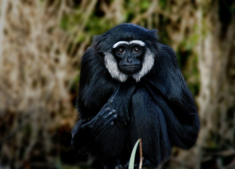 Vượn tay đen (Hylobates agilis) dài 45-64, sống ở Thái Lan, Indonesia và Malaysia. Mặc dù có màu lông đa dạng (xám, nâu, đen), tất cả vượn tay đen đều có lông mày trắng. Riêng con đực của  loài vượn này còn có má trắng.