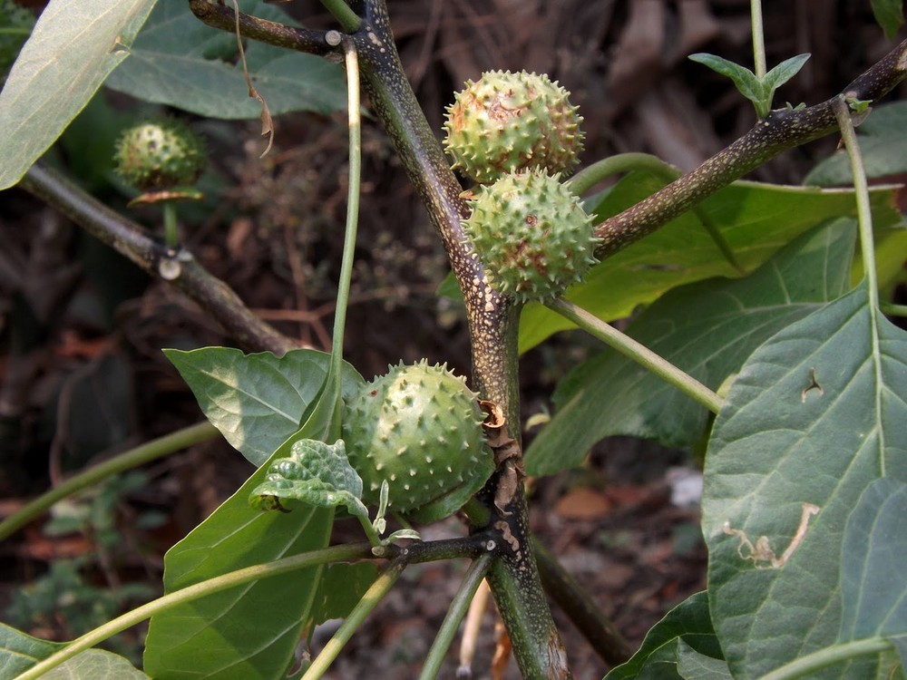  Cà độc dược (Datura metel) là một cây dại mọc tại nhiều vùng miền của Việt Nam. Trong Đông y, quả cà độc dược là một vị thuốc. Tuy vậy, với độc tính cao, nó chỉ được dùng theo hướng dẫn của bác sĩ. Ảnh: Flora of Bangladesh.