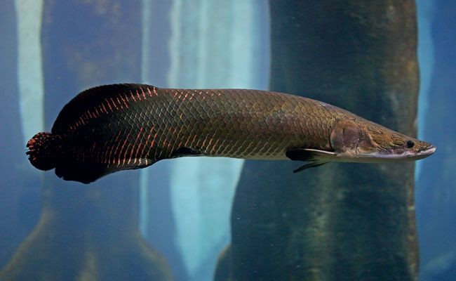  Cá hải tượng long (tên khoa học là Arapaima gigas) là loài cá nước ngọt lớn nhất thế giới, có nguồn gốc từ vùng rừng Amazon ở Nam Mỹ.