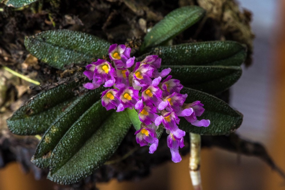 1. Lan trứng bướm thơm (Schoenorchis fragrans) là loài thực vật đặc hữu Việt Nam, được ghi nhận ở tỉnh Lâm Đồng (Đà Lạt, Vườn quốc gia Bidoup - Núi Bà). Ảnh: Lanu Jamir.