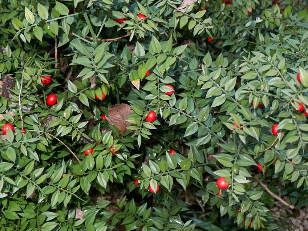 Phân bố ở lục địa Á - Âu và Bắc Phi,  chổi đậu Butcher (Ruscus aculeatus) là loài cây được biết đến với những đặc điểm sinh học thú vị. Ảnh: Gardening Know How.