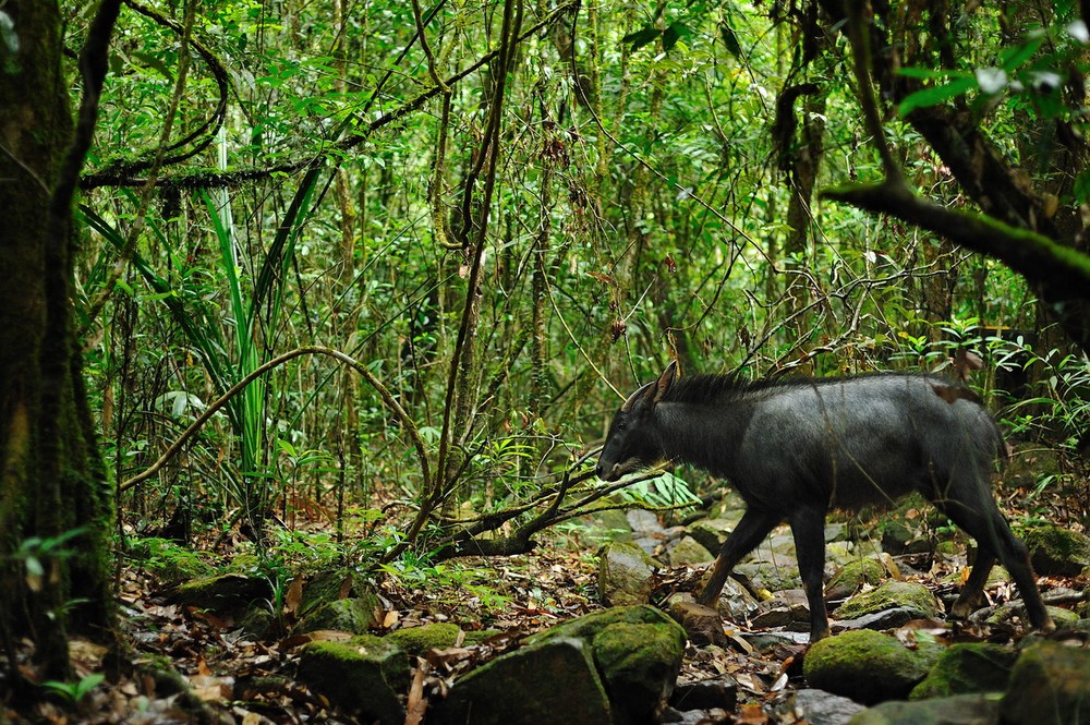 Sơn dương, tên gọi đầy đủ là sơn dương lục địa (Capricornis milneedwardsii), là một loài động vật cỡ lớn thuộc họ Trâu bò (Bovidae) sinh sống ở Việt Nam. Các cá thể trưởng thành của loài này dài 1,4-1,8 mét, nặng 120-150 kg. Ảnh: Wikipedia.