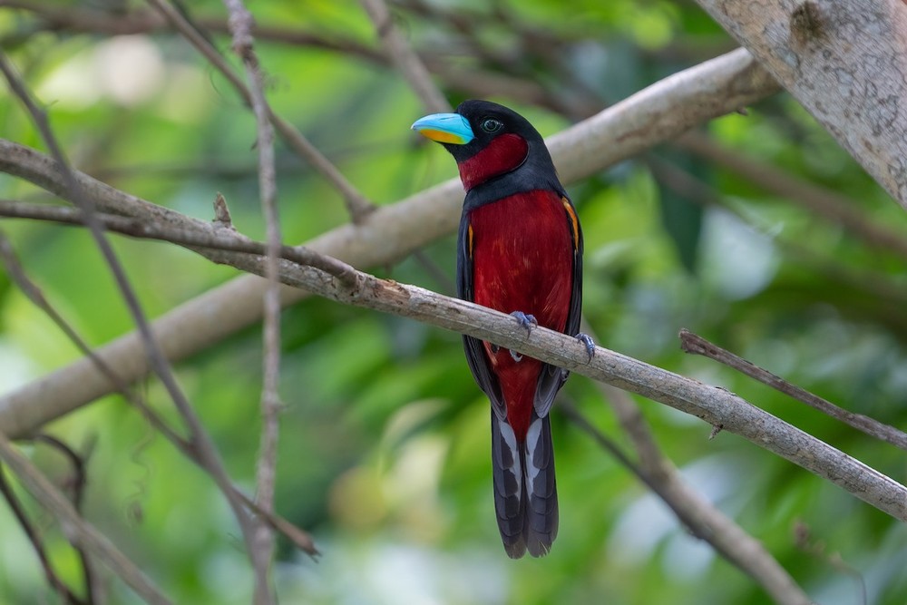  Mỏ rộng đỏ (Cymbirhynchus macrorhynchos) dài 21-24 cm, là loài định cư, không phổ biến đến tương đối phổ biến tại Nam Bộ, có thể quan sát ở VQG Cát Tiên, khu BTTN Vĩnh Cửu.