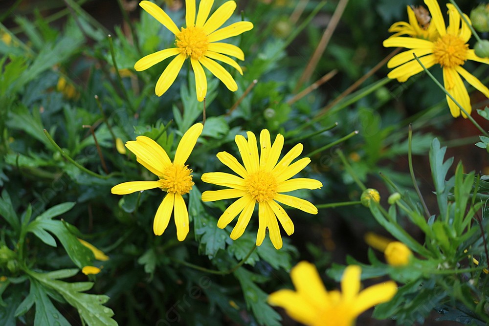  Cúc (chi Chrysanthemum) cao 90 cm, là thực vật bản địa của châu Á và Đông Bắc châu Âu. Loài cây này có nhiều công năng hữu ích như làm hoa trang trí, thuốc chữa bệnh, nguyên liệu ẩm thực và thậm chí là làm thuốc trừ sâu. Từ 40 loài cúc hoang dã, rất nhiều giống hoa cúc khác nhau đã được phát triển.