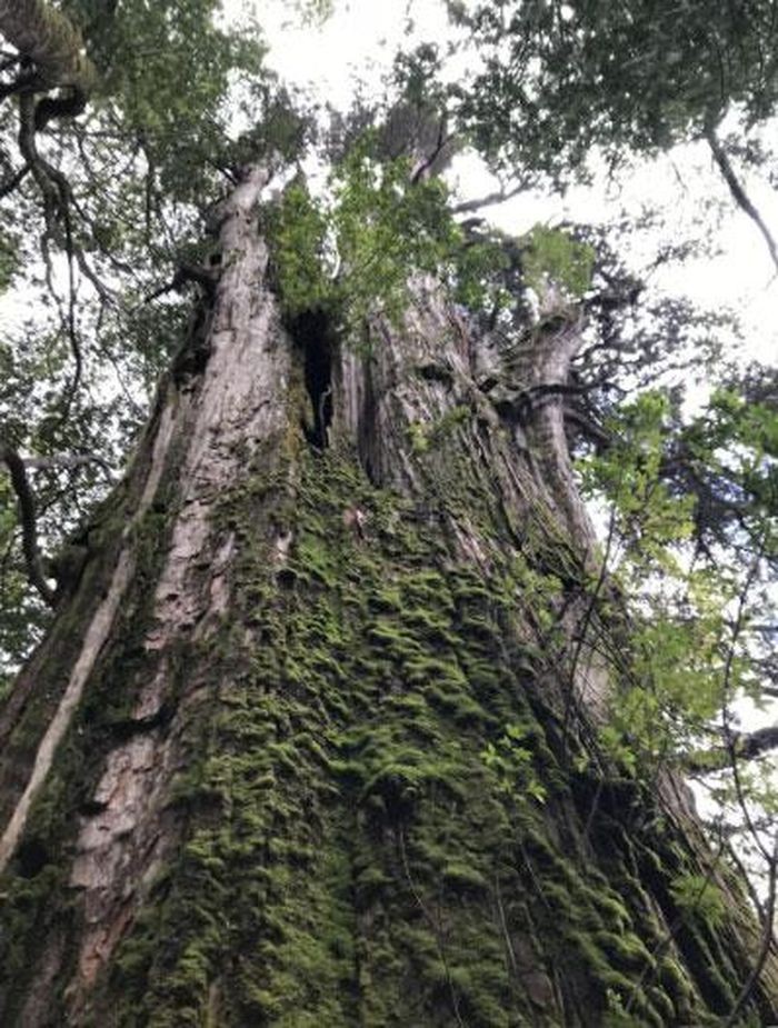  Cây bách có tên là Alerce Milenario, tên khoa học là Fitzroya cupressoides. Ảnh: SCIENCE