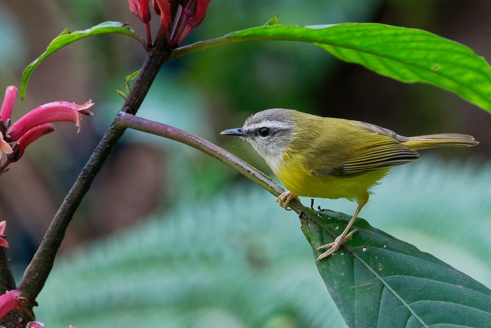  Chích đớp ruồi bụng vàng (Abroscopus superciliaris) dài 9-12 cm, là loài định cư, tương đối phổ biến đến phổ biến trong cả nước. Sinh cảnh loài chim này là rừng tre nứa gần hoặc bên trong rừng lá rộng thường xanh, bán thường xanh, rừng rụng lá, rừng thứ sinh. Ảnh: eBird.