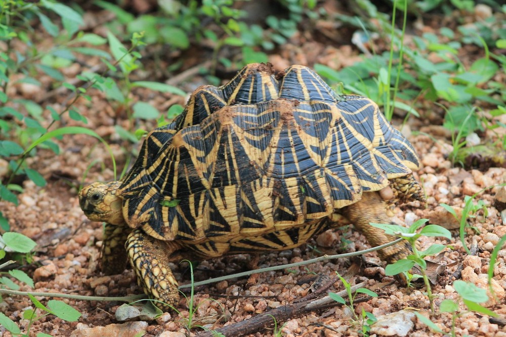 Sinh sống ở vùng khô cằn và rừng cây bụi ở Ấn Độ và Sri Lanka,  rùa sao Ấn Độ (Geochelone elegans) được nhiều người coi là loài rùa đẹp nhất thế giới. Ảnh: ZooChat.