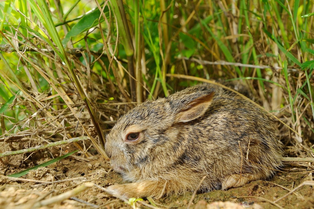  Thỏ nâu, còn gọi là thỏ rừng, thỏ Miến Điện (Lepus peguensis) là loài thỏ bản địa phổ biến nhất Việt Nam, phân bố hầu khắp các tỉnh từ Quảng Bình đến Tây Ninh, Đồng Nai, Long An. Ảnh: Wikipedia.