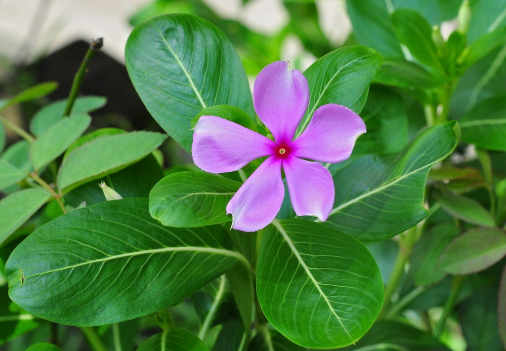  Dừa cạn (Catharanthus roseus) cao 1 mét, có nguồn gốc từ đảo Madagascar. Loài cây đang nguy cấp trong tự nhiên này được trồng trên quy mô lớn để lấy lá điều chế thuốc trị bệnh bạch cầu, và cũng được trồng làm cảnh. Ảnh: Wikipedia.