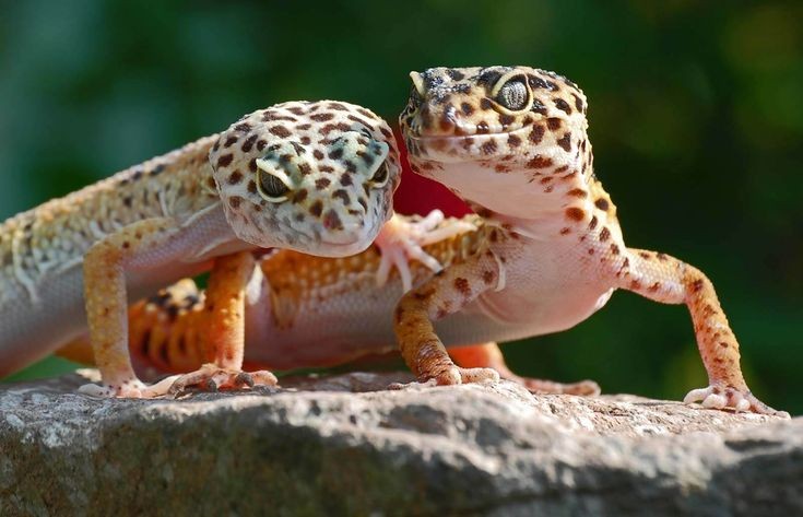  Thằn lằn báo đốm (leopard gecko, tên khoa học là Eublepharis macularius) là một loài bò sát có nguồn gốc từ khu vực Tây và Nam châu Á.