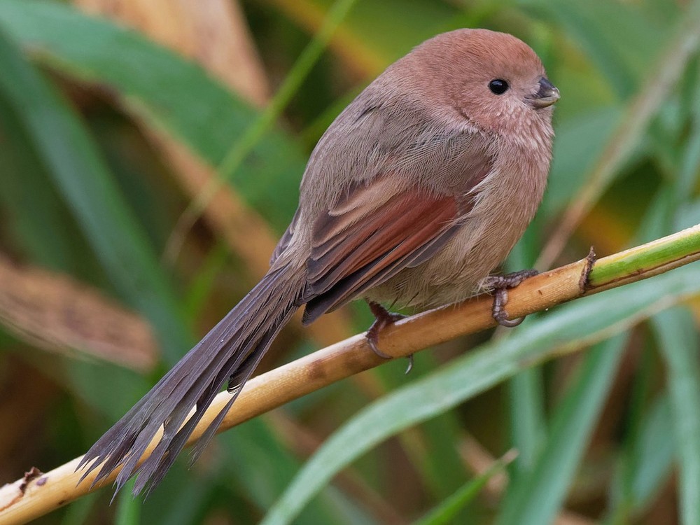  Khướu mỏ dẹt bé (Sinosuthora webbianus) dài 11-13 cm, là loài định cư, không phổ biến tại phía Bắc vùng Tây Bắc và Đông Bắc. Chúng sống ở cây bụi, trảng cỏ, rừng tre nứa lùn và dày, thường di chuyển rất nhanh theo đàn. Ảnh: eBird.