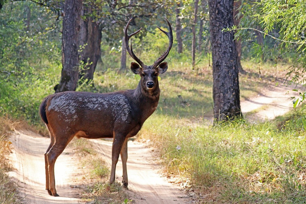  Nai (Rusa unicolor) dài 1-1,6 mét, sinh sống ở các khu rừng Nam Á, gồm cả vùng chân núi Himalaya. Loài hươu lớn này có màu nâu sẫm, lông ở cổ một số cá thể dài như bờm. Ảnh: Wikipedia.