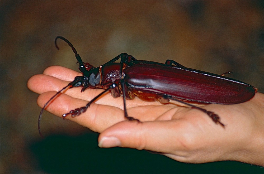  1. Xén tóc khổng lồ (Titanus giganteus). Sinh sống trong rừng nhiệt đới Amazon, loài bọ cánh cứng này có thể dài tới 17 cm, khiến nó trở thành một trong những loài  côn trùng lớn nhất thế giới xét về kích thước cơ thể. Ảnh: Wikipedia.