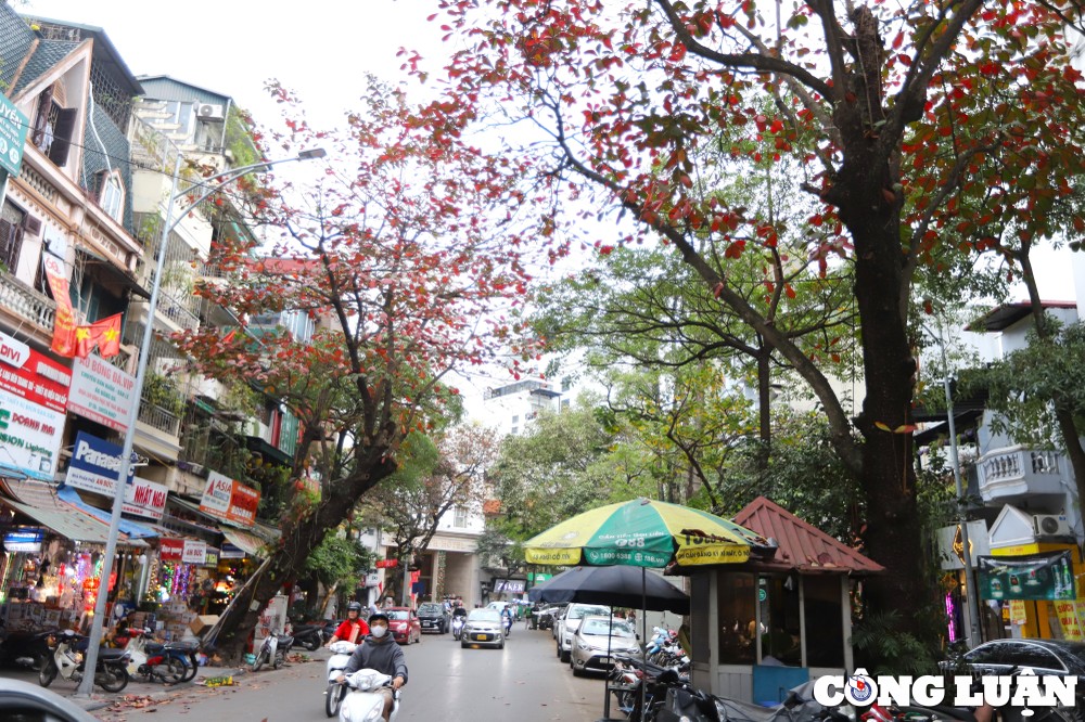  Bàng là loài cây có từ lâu và rất gần gũi với đời sống người dân Hà Nội. Theo quy hoạch từ thời Pháp thuộc, bàng, xà cừ, sấu được trồng và tạo cảnh quan chính cho hệ thống phố cổ, khu phố biệt thự Pháp ở quận Hoàn Kiếm, cũng như khu hành chính quận Ba Đình.