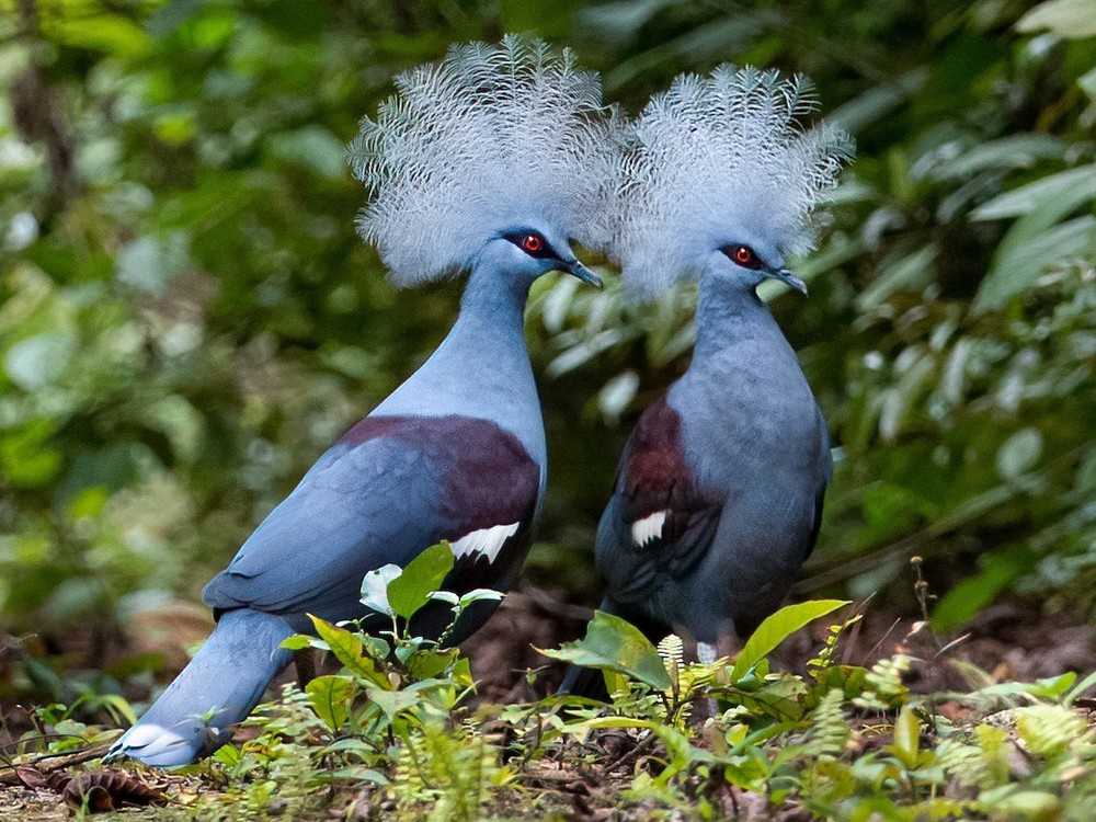 Trong thế giới chim chóc,  Bồ câu vương miện (Goura) là một chi trong họ Bồ câu (Columbidae), gồm những loài chim bồ câu được coi là đẹp nhất thế giới. Ảnh: eBird.