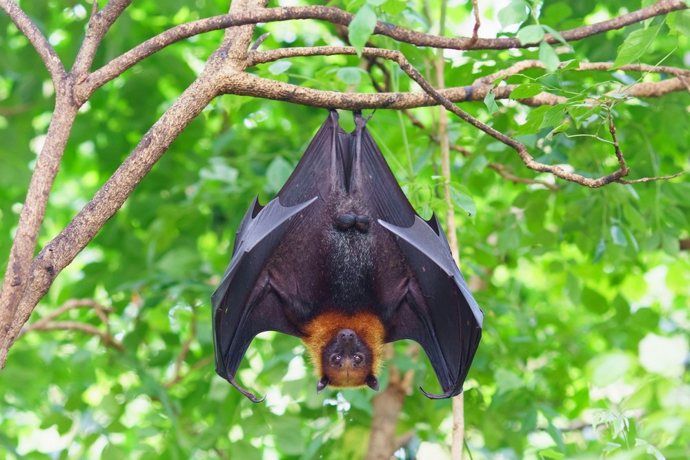 Cư trú ở khu vực Nam Bộ của Việt Nam, dơi ngựa lớn hay cáo bay lớn (Pteropus vampyrus) là loài dơi lớn nhất trong họ Dơi quả (Pteropodidae) và là một trong những loài dơi lớn nhất thế giới. Ảnh: Restorasi Ekosistem Riau.