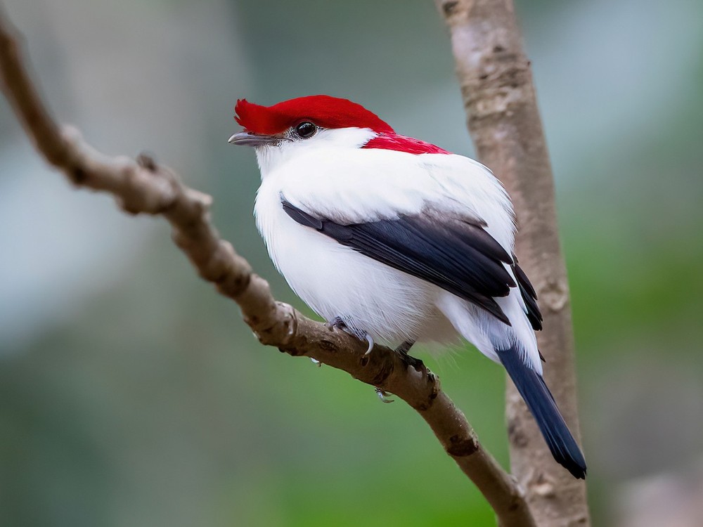  Chim di Araripe (Antilophia bokermanni) dài 15 cm, là loài chim đặc hữu của cao nguyên Araripe, Đông Bắc brazil. Loài chim có màu lông dễ nhận biết này được phát hiện vào năm 1998, là loài nằm trong diện nguy cấp. Ảnh: eBird.