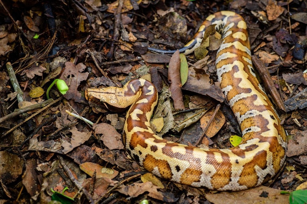 Sinh sống trong rừng rậm ở khu vực Đông Nam Bộ,  trăn cộc (Python brongersmai) là một loài bò sát rất độc đáo và quý hiếm của Việt Nam. Ảnh: Thai National Parks.