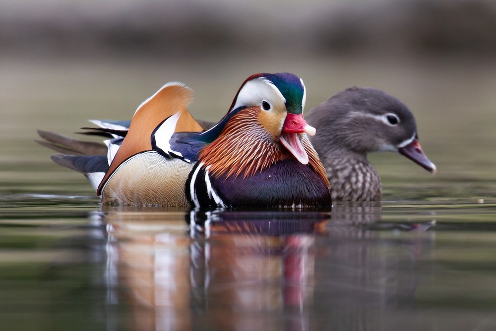 Họ Vịt (Anatidae) gồm các loài chim cỏ màng ở chân, chuyên kiếm ăn trên mặt nước.  Chim uyên ương (Aix galericulata) được coi là loài đẹp nhất trong họ này. Ảnh: eBird.