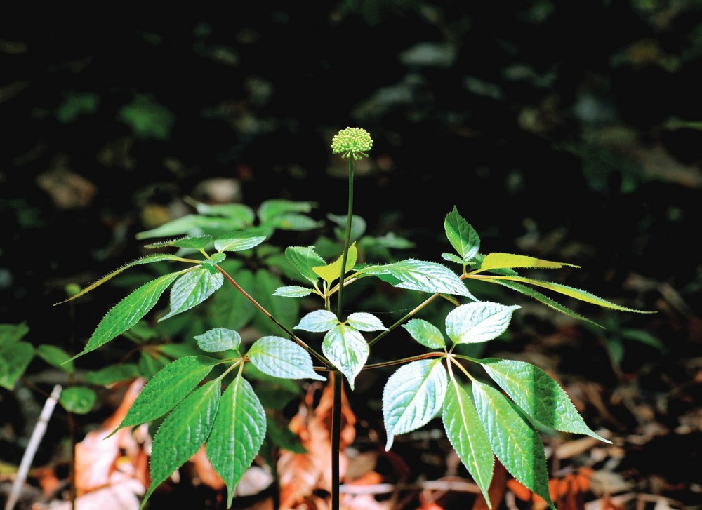 Mọc trên các dãy núi hiểm trở,  sâm Ngọc Linh (Panax vietnamensis) là một loài cây dược liệu quý của Việt Nam, được thế giới biết đến rộng rãi với tên gọi "nhân sâm Việt Nam" (Vietnamese ginseng). Ảnh: Tạp chí Du lịch.