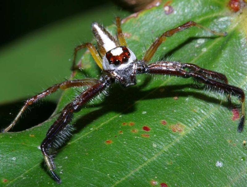 Một con  nhện nhảy hai sọc (Telamonia dimidiata) nằm trên lá cây ở vườn quốc gia Cát Tiên. Ảnh: Richard-seaman.com.