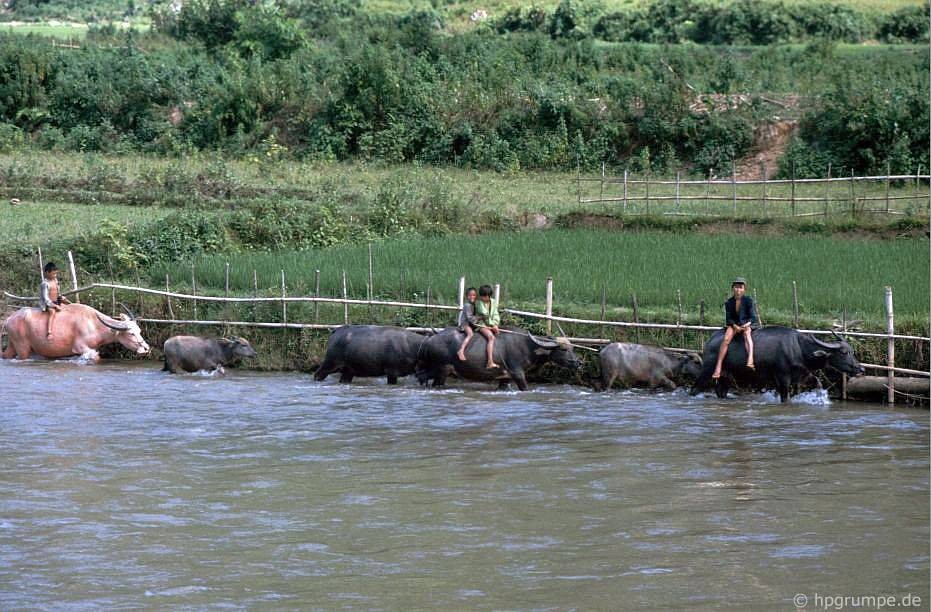 Trẻ em chăn trâu ở một ao nước nằm ven đường từ Sơn La đến  Điện Biên Phủ năm 1992. Ảnh: Hpgrumpe.de.