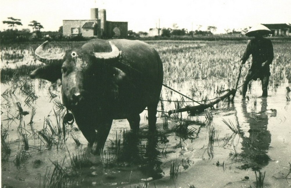 Người nông dân cày ruộng bằng trâu ở vùng ngoại ô  Hà Nội đầu thập niên 1950.