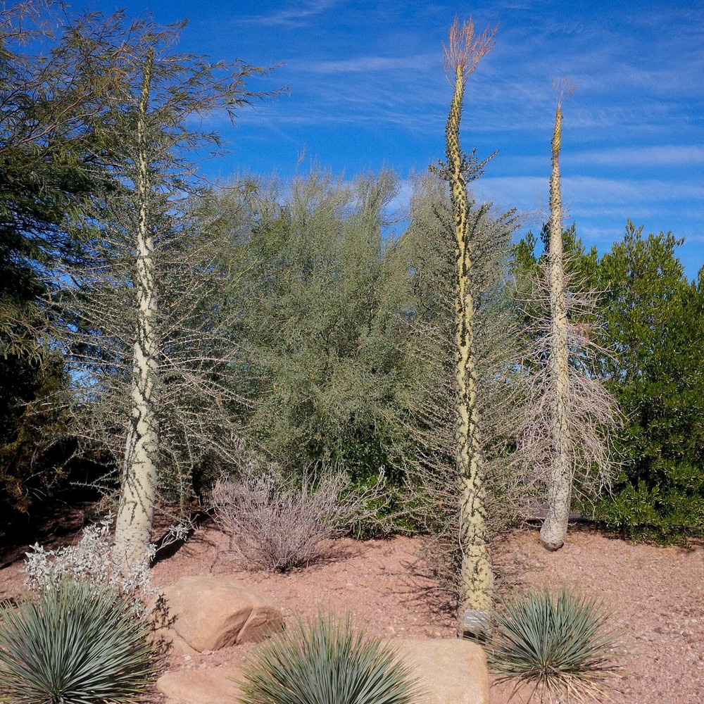 Phân bố ở bán đảo Baja California của Mexico,  cây boojum có tên khoa học là Fouquieria columnsaris, được coi là cây mọng nước kỳ lạ bậc nhất thế giới. Ảnh: Exotica Esoterica.