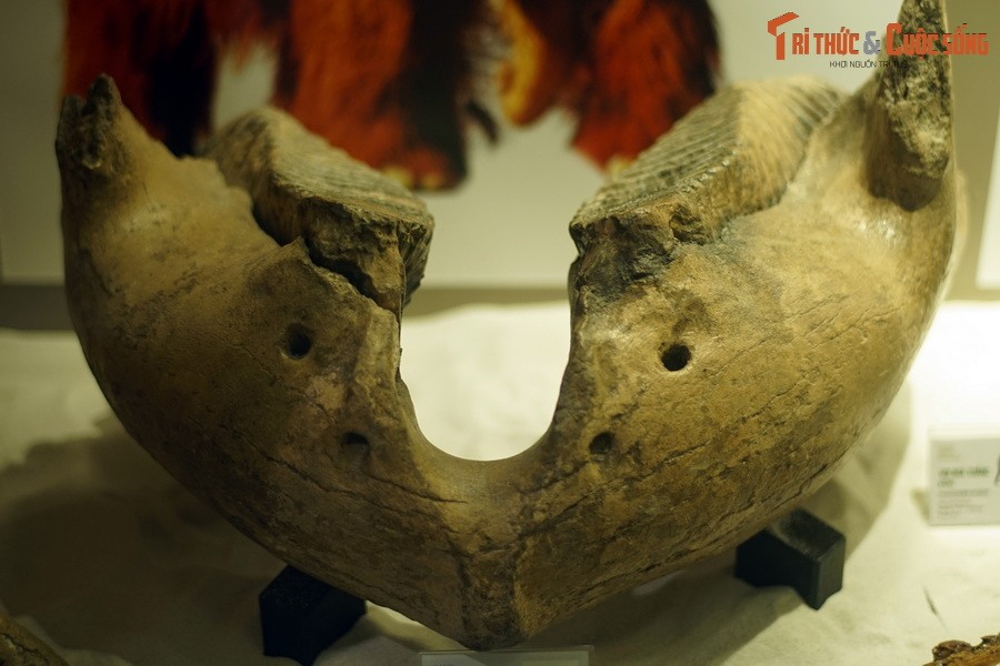 1. Đây là hóa thạch hàm dưới  voi ma mút lông (Mamuthus primigenius), kỷ Pleistocene (774.000 năm trước), phát hiện tại Darmstadt, Đức, hiện vật của BT Hóa thạch Hà Nội. Voi ma mút là nhóm voi cổ nổi tiếng nhất do số lượng hóa thạch được phát hiện rất nhiều.