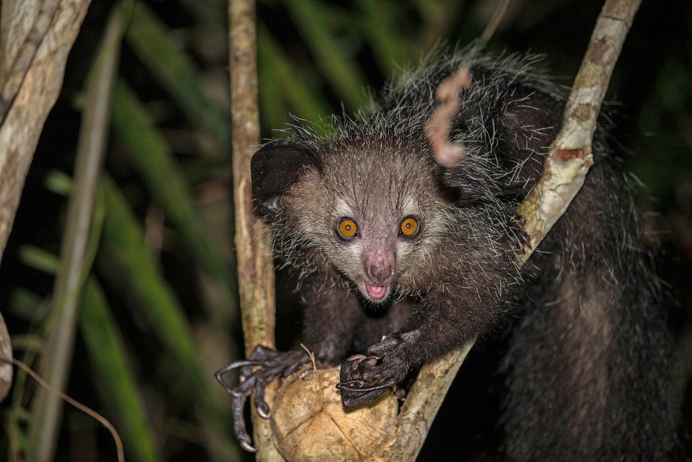 Là một loài vượn cáo đặc hữu của đảo Madagascar,  khỉ aye-aye (Daubentonia madagascariensis) được xếp vào danh sách những loài động vật "xấu xí nhất thế giới". Ảnh: nomis-simon.