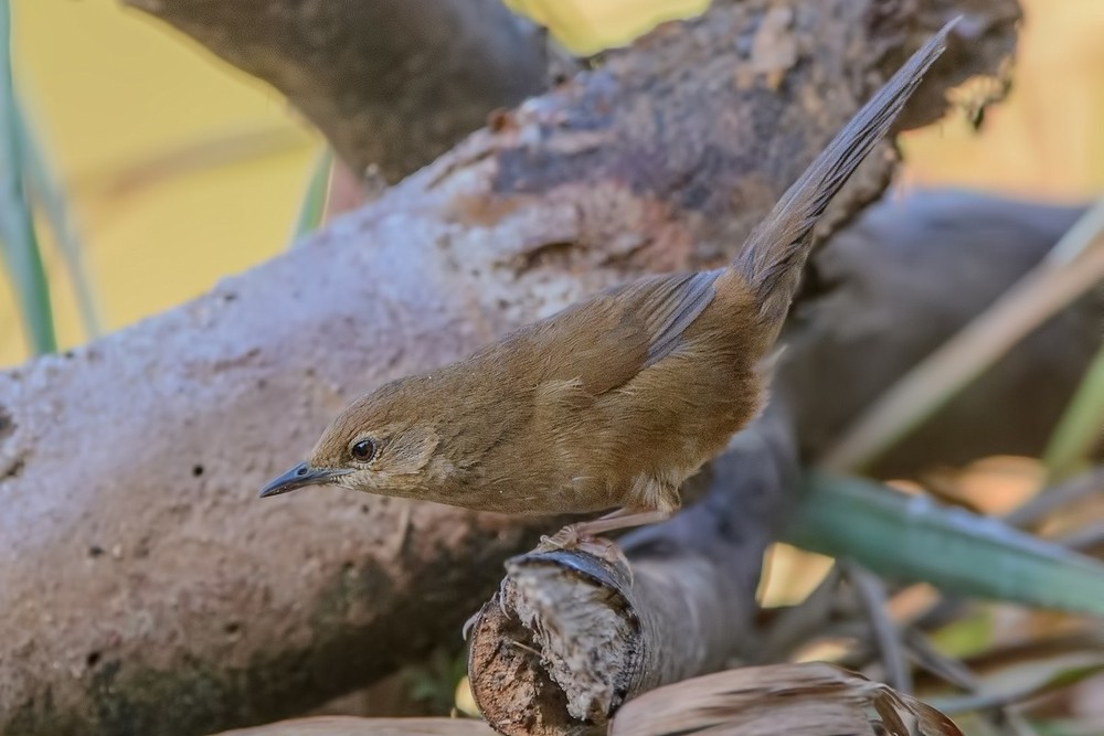 Có tên khoa học là Locustella idonea,  chích bụi Đà Lạt (Dalat bush warbler) hay chích bụi Tây Nguyên là một loài chim đặc hữu của Việt Nam. Ảnh: eBird.