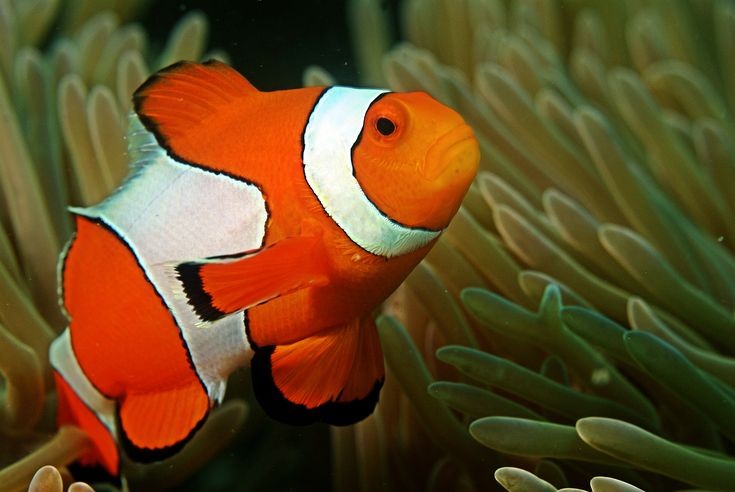  1. Cá hề (Amphiprioninae). Là loài cá nổi tiếng với mối quan hệ cộng sinh với hải quỳ, cá hề có màu sắc rực rỡ, thường là cam và trắng. Hải quỳ bảo vệ cá hề khỏi kẻ thù, trong khi cá hề dọn dẹp thức ăn thừa cho hải quỳ. Ảnh: Pinterest.