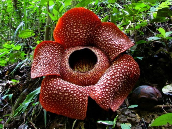  1. Rafflesia arnoldii (Hoa xác thối). Xuất xứ: Đông Nam Á (Indonesia, Malaysia). Đặc điểm: Đây là loài  hoa lớn nhất thế giới, có đường kính lên tới 1 mét và nặng khoảng 10 kg. Hoa tỏa ra mùi thối như xác chết để thu hút các loài côn trùng như ruồi giúp thụ phấn. Ảnh: Pinterest.