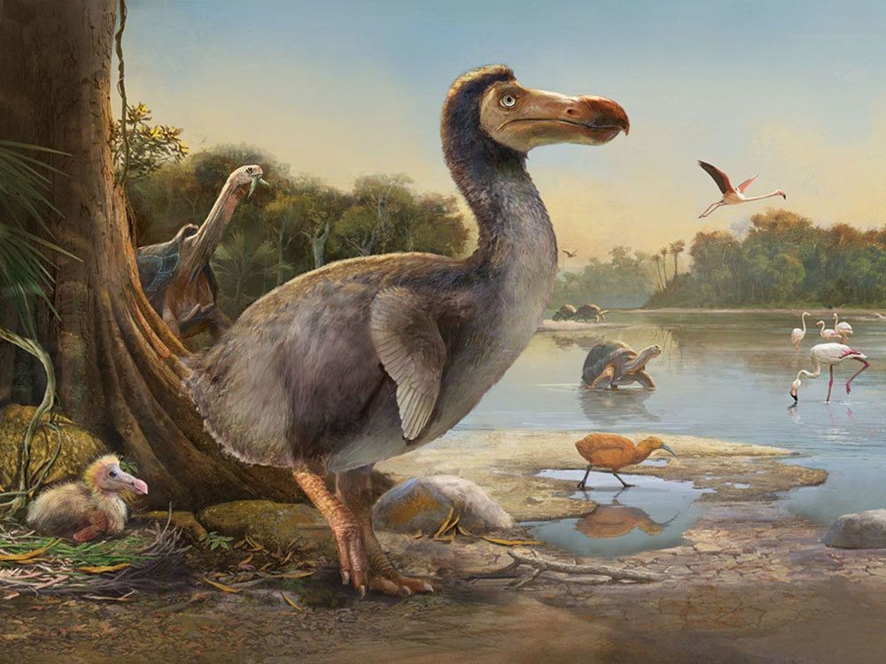  1. Chim Dodo (Raphus cucullatus). Nơi sống: Đảo Mauritius (Ấn Độ Dương) . Tuyệt chủng: Cuối thế kỷ 17. Nguyên nhân: Dodo là một loài chim không biết bay, dễ bị săn bắt. Khi con người đến Mauritius, chúng bị săn bắt làm thức ăn và các loài động vật xâm lấn như chó, mèo và chuột đã phá hủy tổ và trứng. Ảnh: Pinterest.