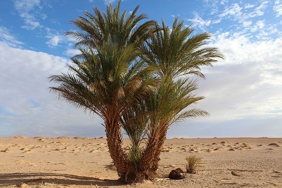  Cây chà Là (Phoenix dactylifera). Chà là là một trong những loài cây biểu tượng của các vùng sa mạc Bắc Phi, bao gồm cả  Sahara. Chúng có rễ rất sâu để hút nước từ tầng đất dưới. Quả chà là là nguồn dinh dưỡng quan trọng cho người dân và động vật trong khu vực. Ảnh: Pinterest.