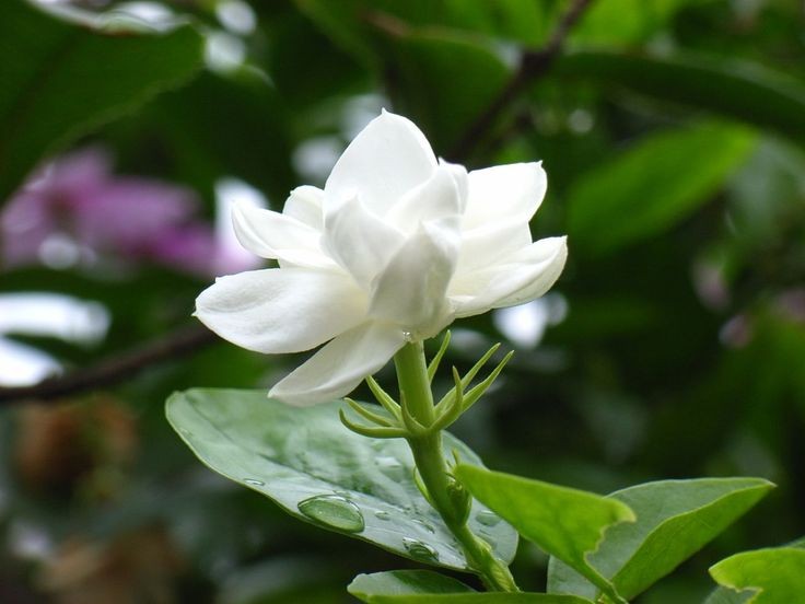  1. Hoa Nhài (Jasmine).  Hương thơm ngọt ngào, tinh khiết và quyến rũ, hoa nhài là một trong những loài hoa được ưa chuộng nhất trong ngành nước hoa. Ảnh: Pinterest.