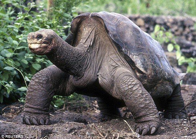  1. Rùa khổng lồ Galapagos (Chelonoidis nigra). Là biểu tượng của  quần đảo Galapagos, loài rùa này có tuổi thọ rất cao, có thể sống trên 100 năm. Chúng có kích thước lớn và nặng tới 400 kg. Chúng có nhiều phân loài khác nhau trên các đảo của quần đảo Galapagos. Ảnh: Pinterest.