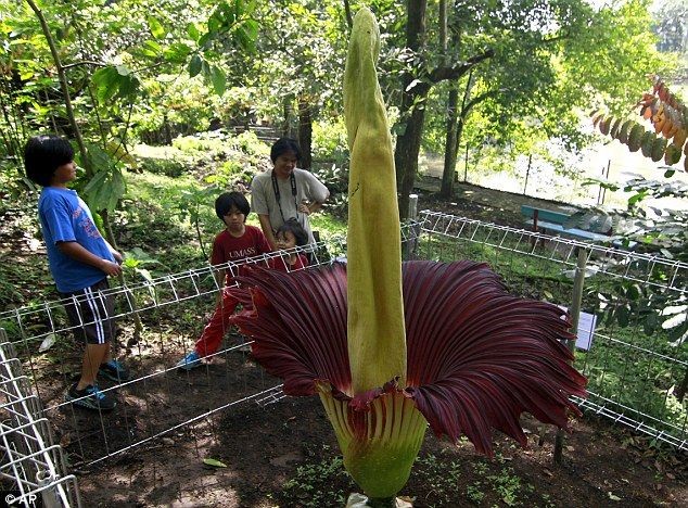  Titan Arum / Hoa xác thối (Amorphophallus titanum). Titan Arum là một trong những  loài hoa lớn nhất thế giới và nổi tiếng với mùi thối rữa giống xác chết khi nở. Mùi này thu hút côn trùng như ruồi và bọ cánh cứng, giúp chúng thụ phấn cho hoa. Ảnh: Pinterest.