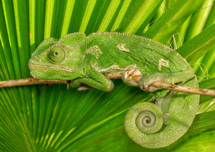   1. Tắc kè hoa (Chamaeleonidae). Là thiên tài  ngụy trang, loài tắc kè hoa có khả năng thay đổi màu da để hòa vào môi trường và giao tiếp với nhau. Điều này giúp chúng tránh được sự chú ý của kẻ thù và săn mồi hiệu quả. Ảnh: Pinterest.