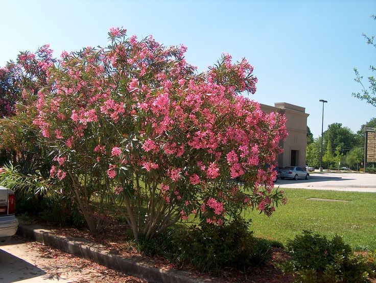  1. Trúc đào (Nerium oleander). Độc tố: Oleandrin và neriine. Nguy hiểm: Toàn bộ cây, đặc biệt là lá và hoa, cực kỳ độc. Chỉ cần một lượng nhỏ cũng có thể gây buồn nôn, rối loạn nhịp tim và thậm chí tử vong. Ảnh: Pinterest.