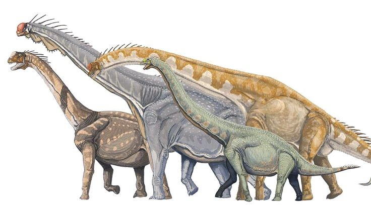  1. Kích thước khổng lồ. Các loài  khủng long cổ dài như Argentinosaurus có thể dài tới 30-40 mét và nặng hơn 70 tấn, khiến chúng trở thành những động vật lớn nhất từng sống trên cạn. Ảnh: Pinterest.