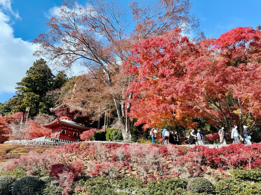 Katsuo-ji là ngôi chùa nằm ở Mino, phía bắc thành phố Osaka. Nằm trên ngọn núi bao phủ bởi những tán phong, đây vốn là nơi ngắm cảnh lá đỏ nổi tiếng nhất Osaka.