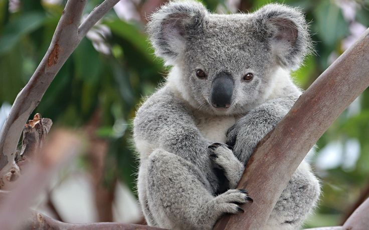  Không phải gấu thực sự: Mặc dù thường được gọi là "gấu túi",  koala không phải là gấu mà là một loài thú có túi, giống như kangaroo. Ảnh: Pinterest.