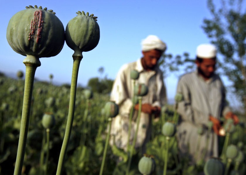 1. Afghanistan nổi tiếng về ma túy: Bạn đã từng theo dõi serie phim hành động Rambo chưa? Bộ phim được xây dựng dựa trên cuốn tiểu thuyết First Blood của nhà văn David Morrell, kể về những cuộc phiêu lưu của cựu chiến binh John Rambo. Thông qua bộ phim này, bạn sẽ phần nào hiểu về đất nước Afghanistan. Có thể nói rằng, quốc gia này là thủ phủ của ma túy trên thế giới với đủ các loại như cần sa, thuốc phiện, heroin, hasit…