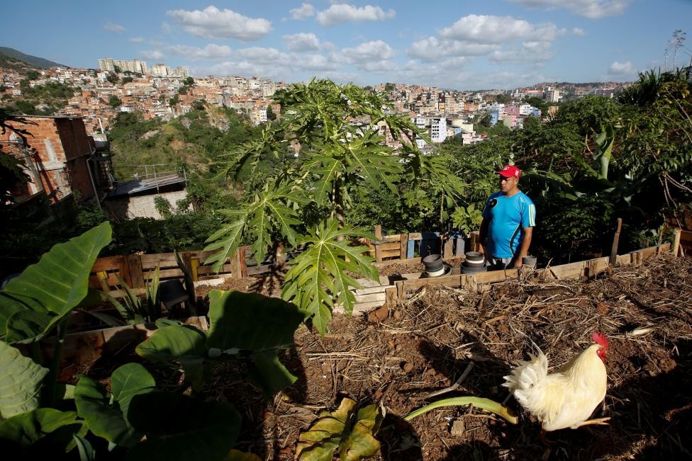 Ảnh Alirio Ovalles đang ra xem vườn rau nhỏ của gia đình ở Caracas. Hưởng ứng lời kêu gọi của chính quyền Tổng thống Maduro, nhiều người  dân Venezuela sinh sống ở các đô thị đã tự mình tăng gia sản xuất bằng hình thức trồng cây rau củ hay nuôi gà.