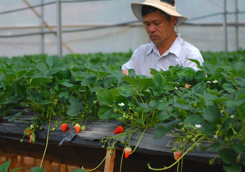  Đây là vừa dâu tây công nghệ cao của gia đình ông Vương Đình Phi, số 162, đường Thánh Mẫu, phường 7, TP Đà Lạt.